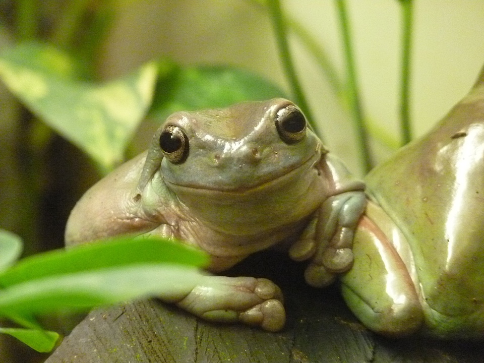 Anuran frog green