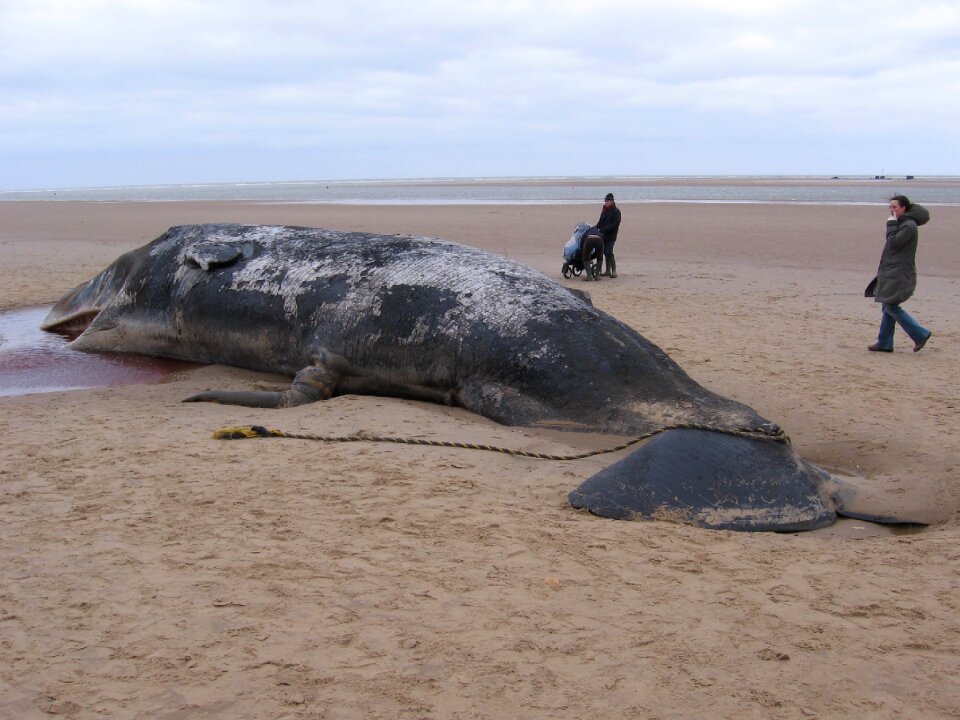 Ocean animal mammal