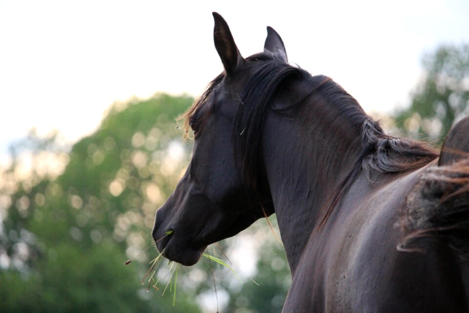 Horse head rap thoroughbred arabian