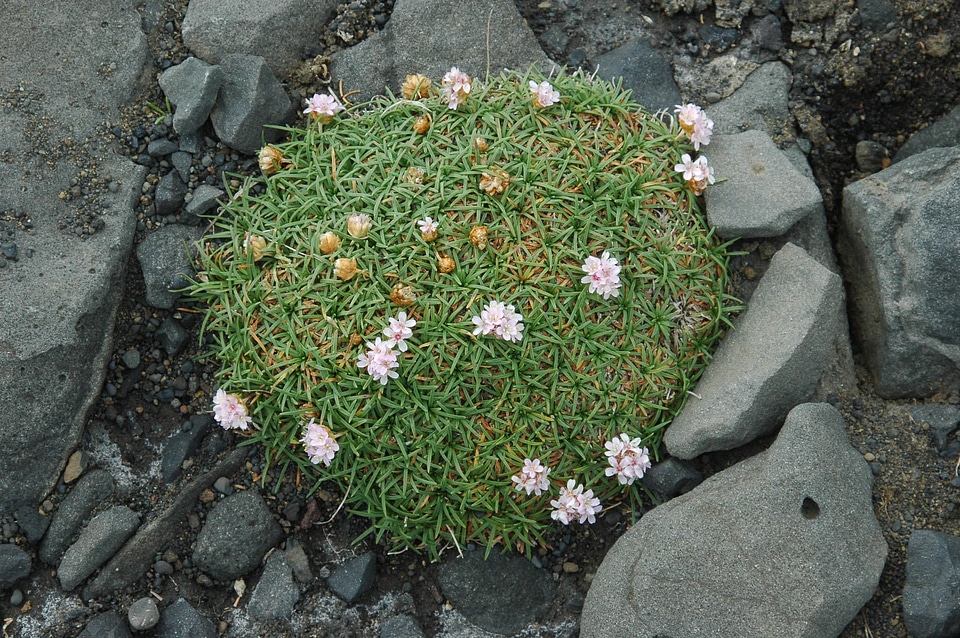 Force nature plant