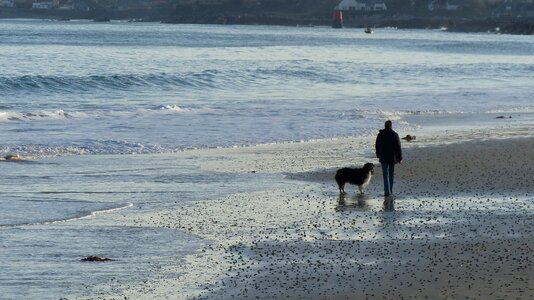 Man and dog man on the beach dog on beach photo