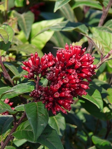 Hammer shrub cestrum bush