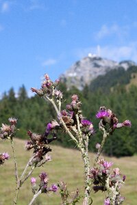 Blossom bloom blattrosette