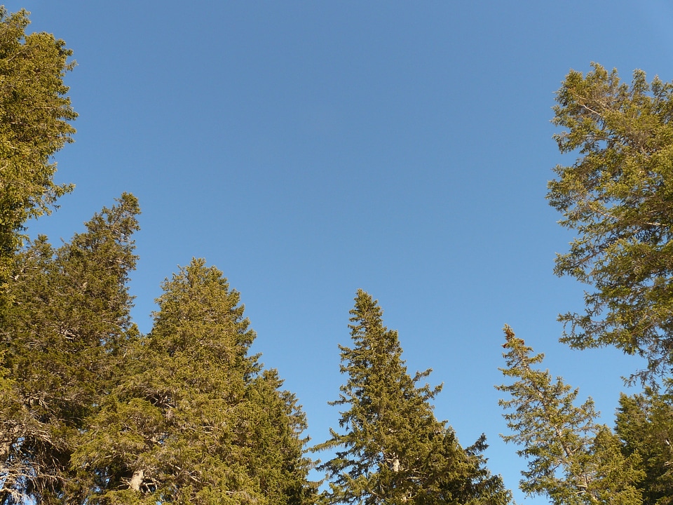 Trees landscape sky photo