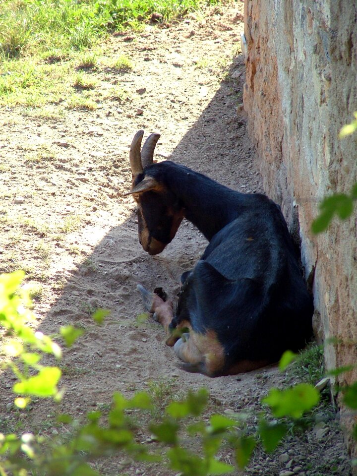 Animal nature animal world
