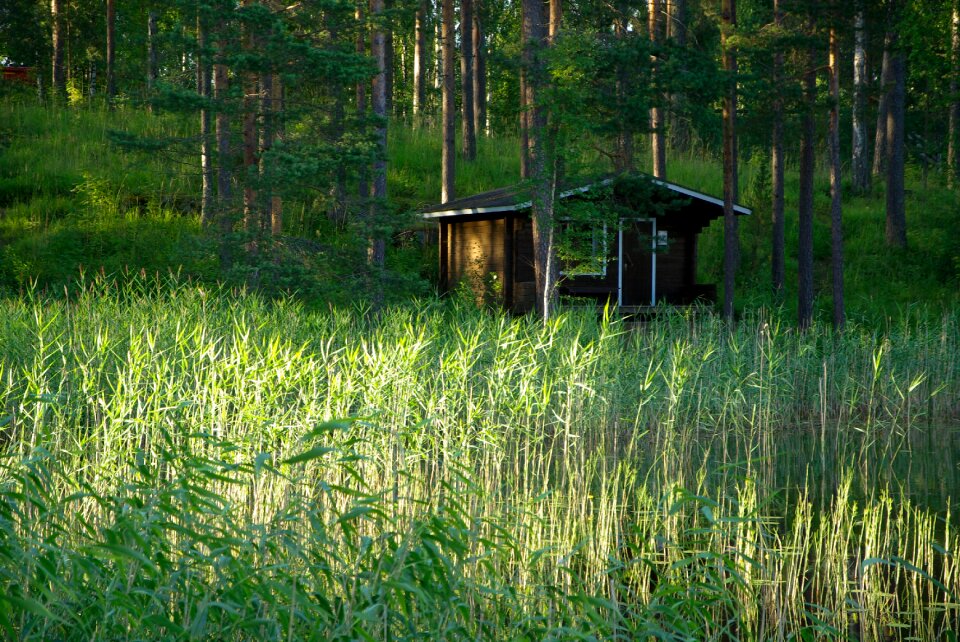 Wooden chalet reeds forest lake