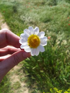 Flowers daisy flower petals photo