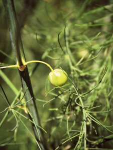 Green berry garden
