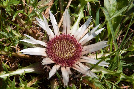 Carlina acaulis blossom bloom