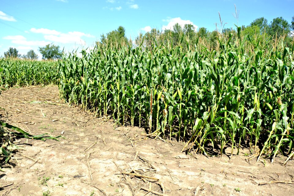 Crops harvest food