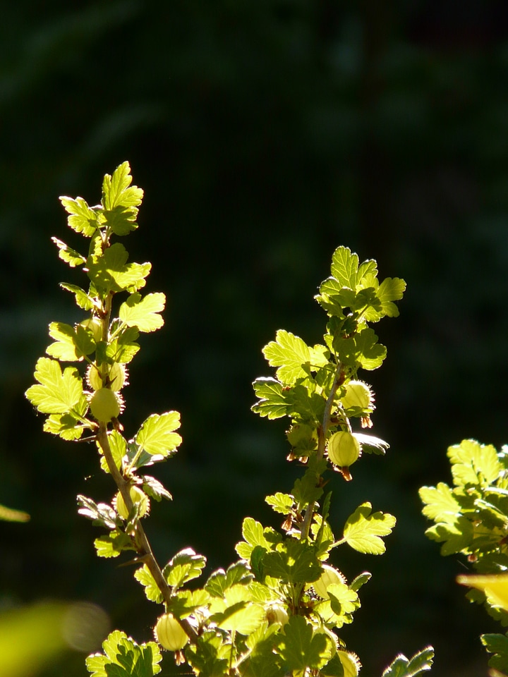 Berry green backlighting