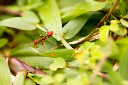 Pest nature tropical