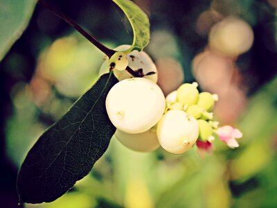 Bush berries bang berry