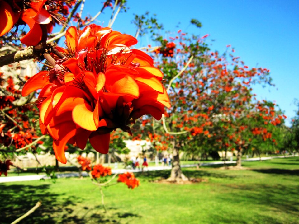 Flowers orange spain