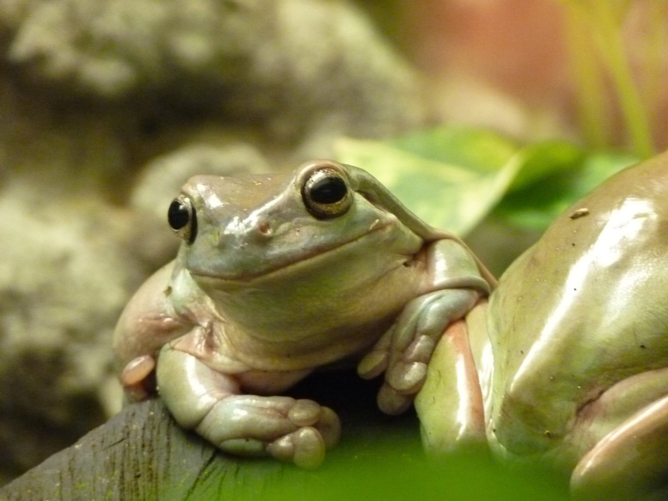 Frog anuran amphibian