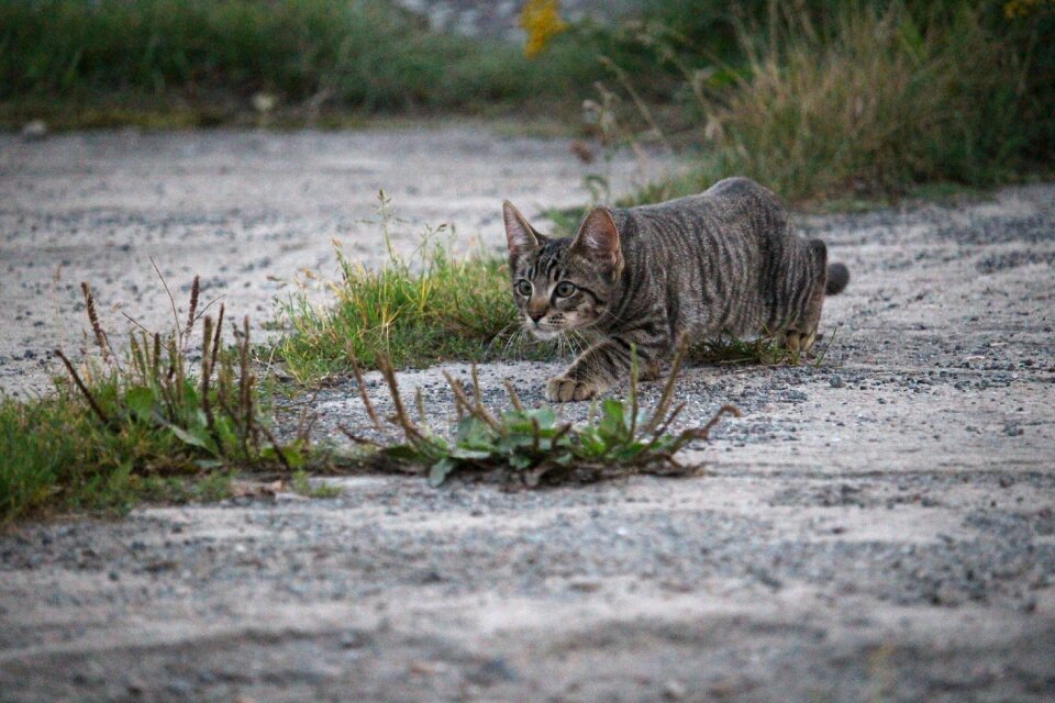Hunting domestic cat kitten