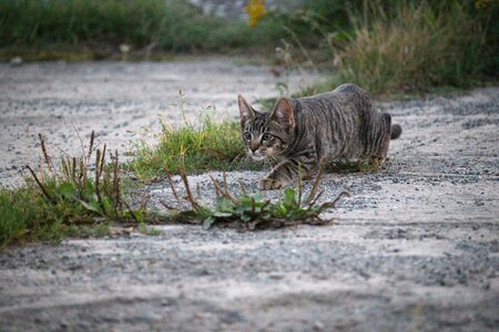Hunting domestic cat kitten