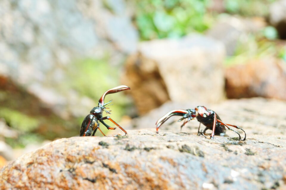 Nature battle fight