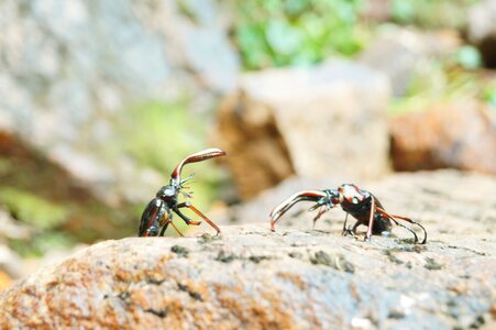 Nature battle fight