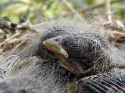 Bird breeding nest photo