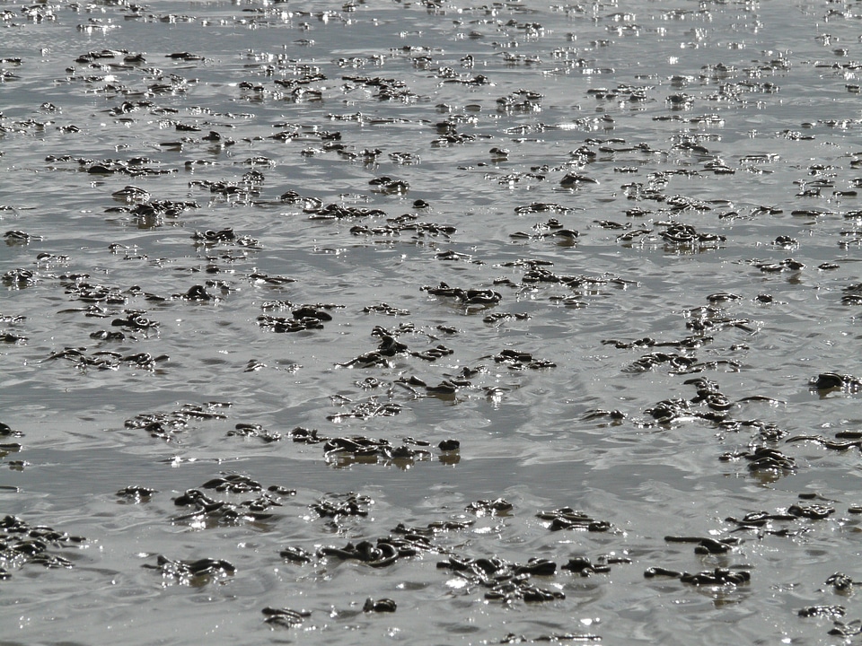 Mixed-watt mudflats sand watt