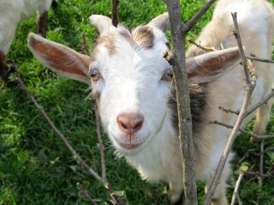 Goat's head horned domestic goat photo