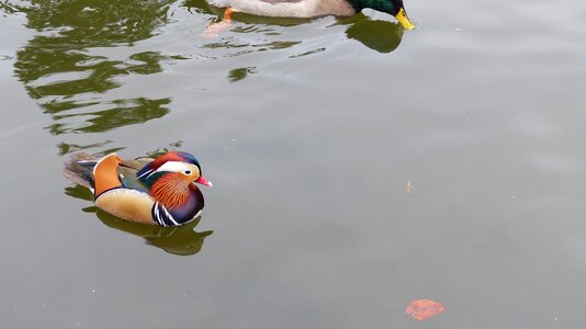 Duck water bird photo