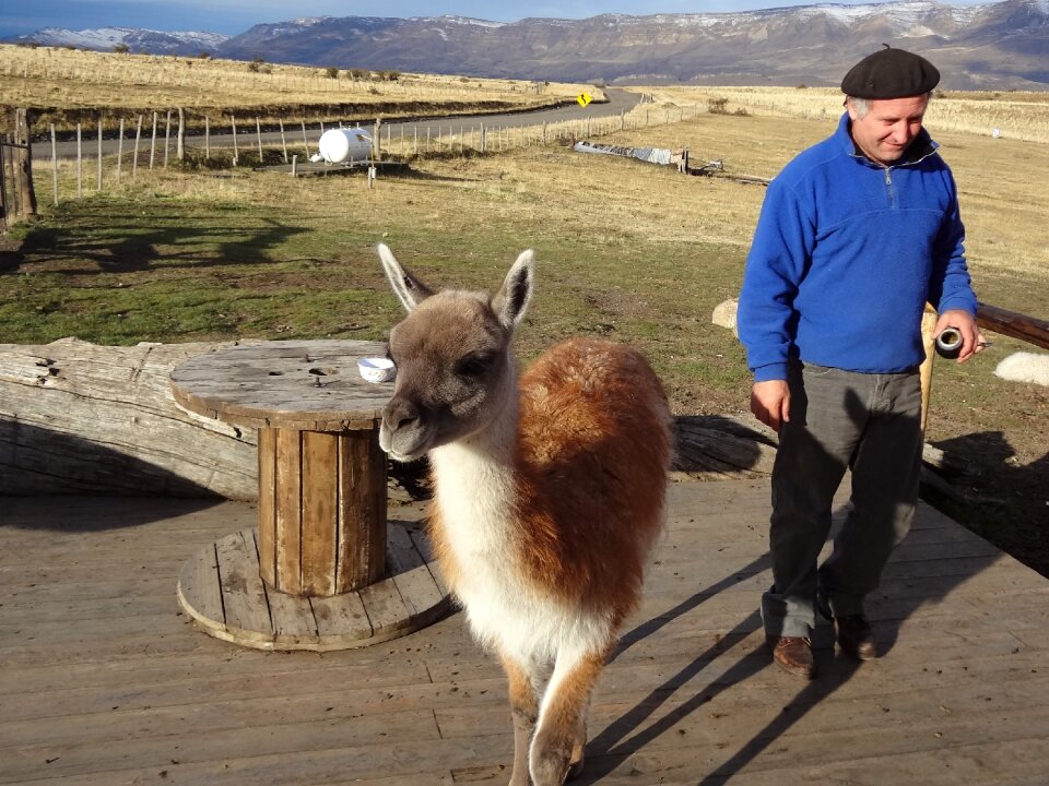 El calafate lama landscape