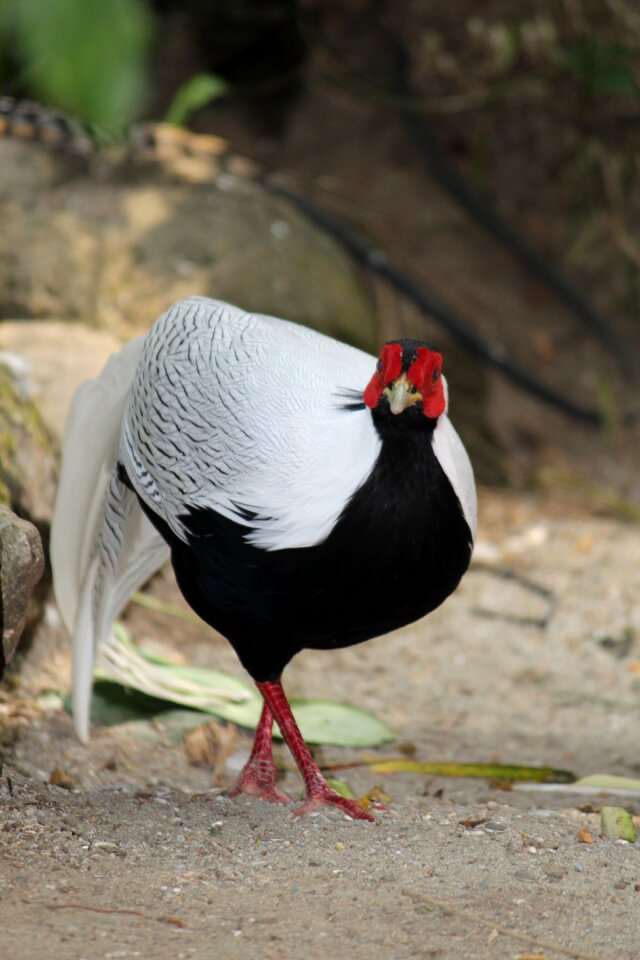 Bird wildlife