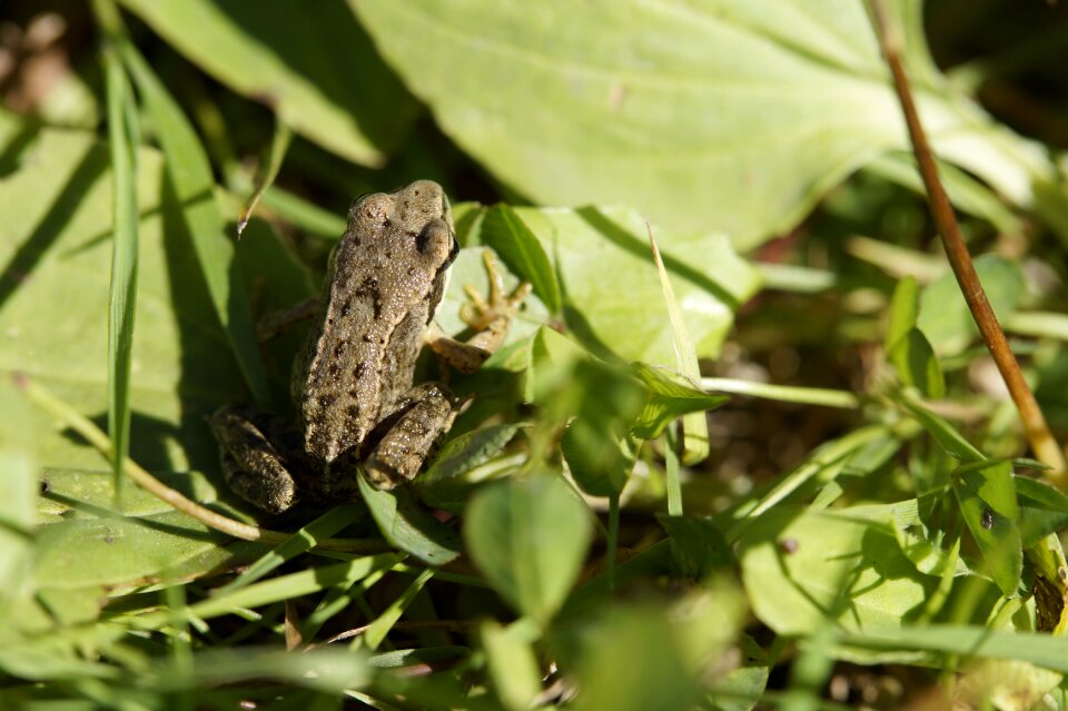 Amphibians animal grass