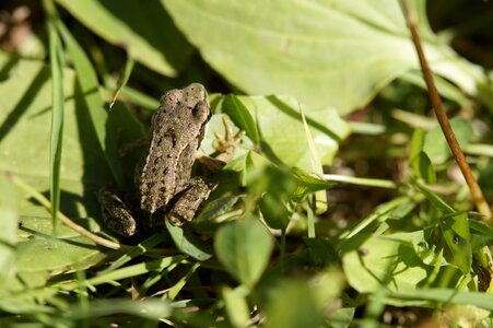 Amphibians animal grass