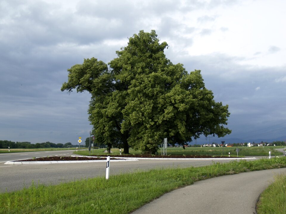 Landscape nature tree