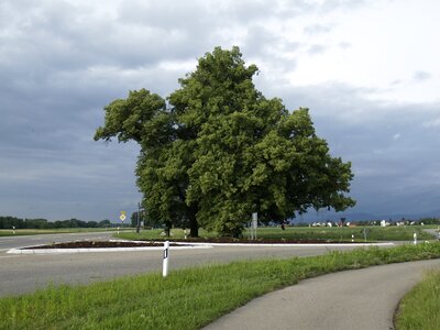 Landscape nature tree