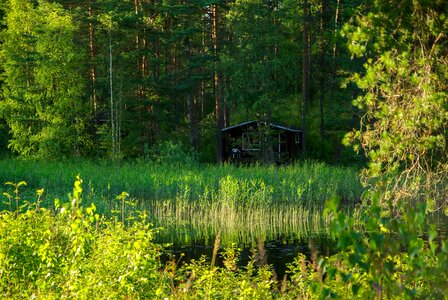 Reeds forest chalet