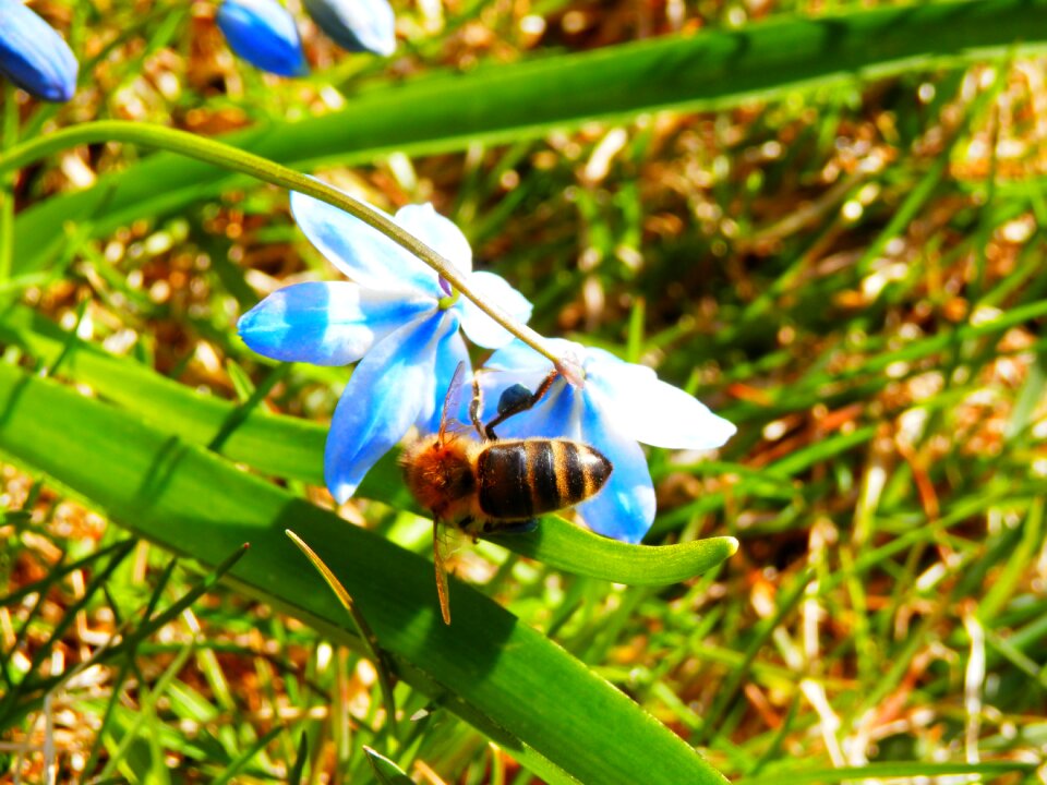 Insect pollination