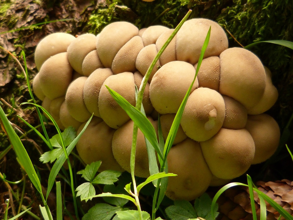 Forest nature plant