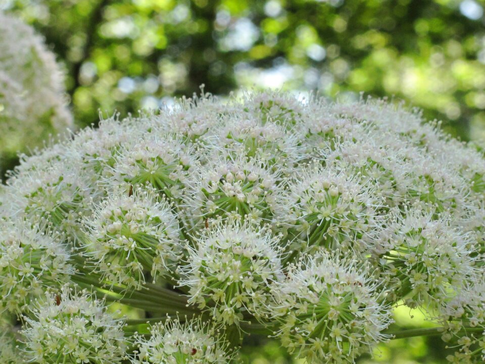 Atmosphere garden flower