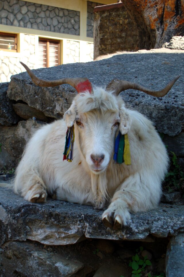 Tibet goat pet