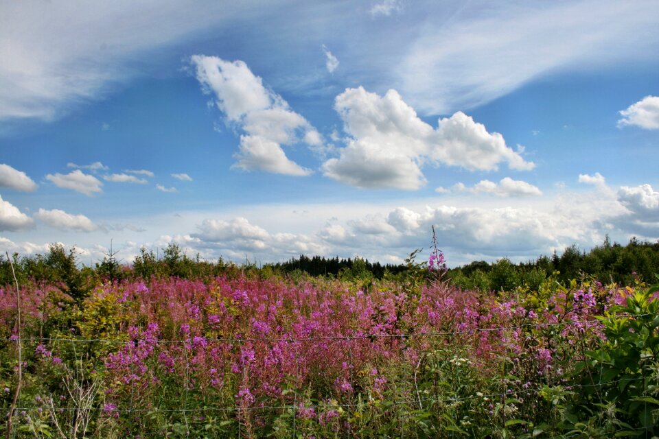 Clouds heideröschen wild plants