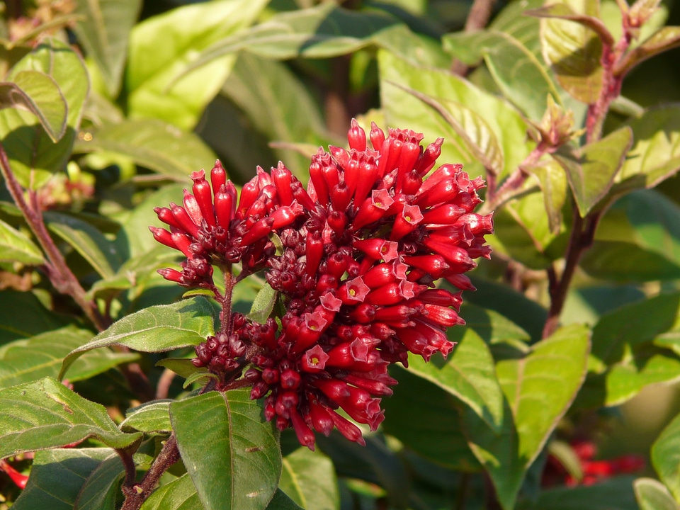 Hammer shrub cestrum bush