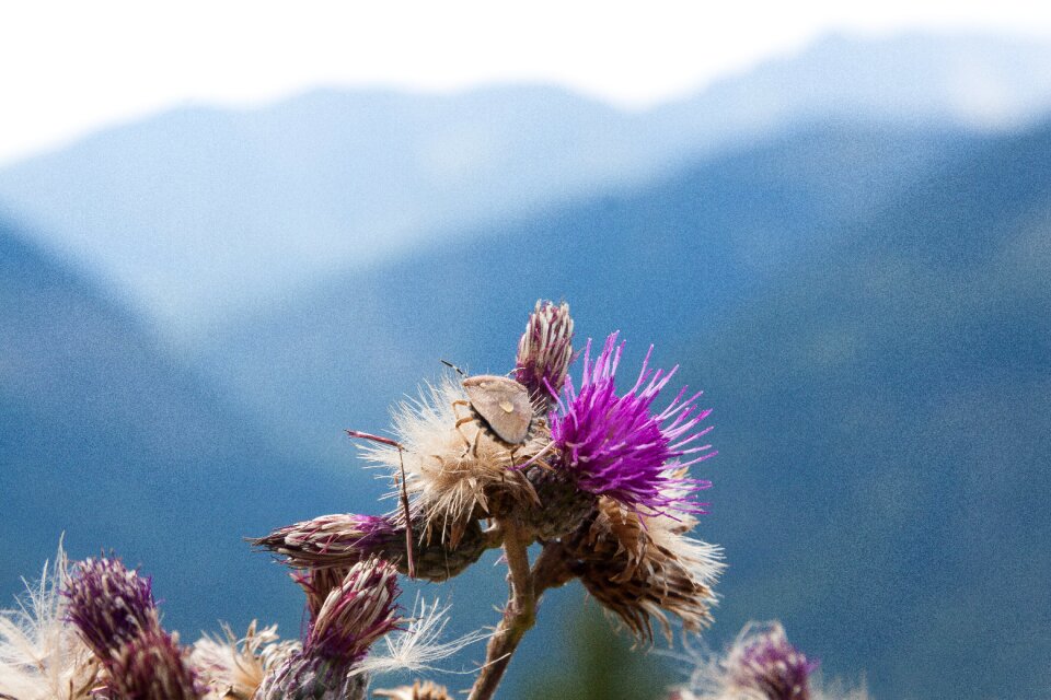 Light brown prickly blossom