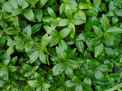 Climbing plants green nature