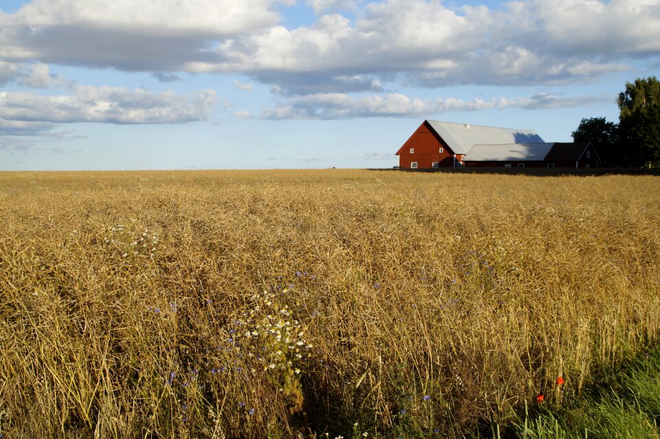 Cereals nature agriculture