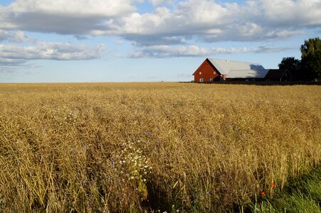 Cereals nature agriculture