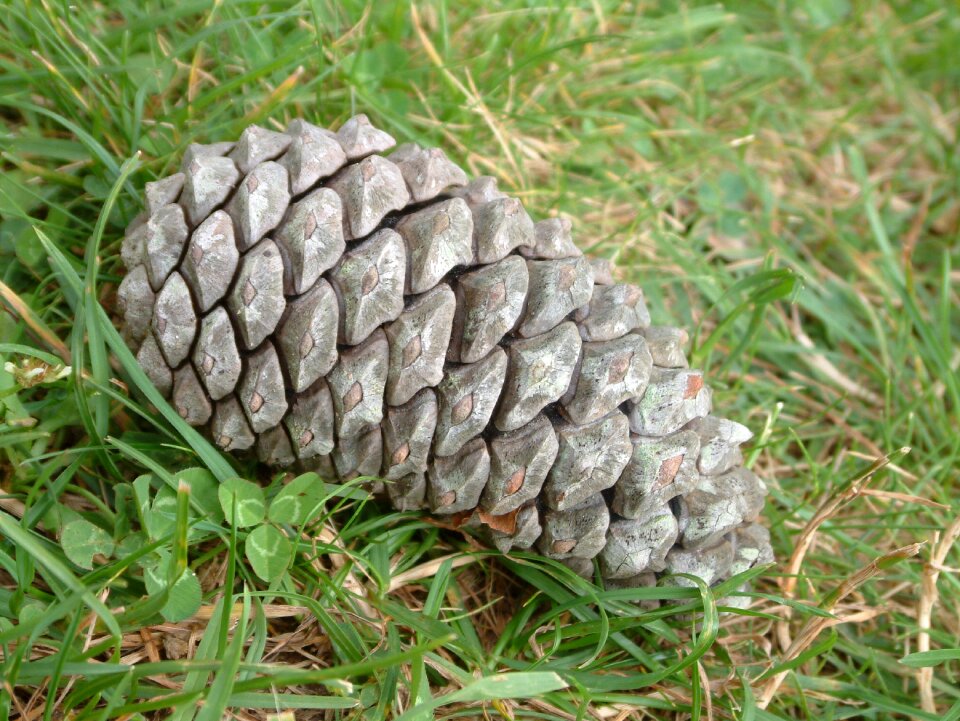 Pine green pineapple