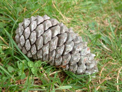 Pine green pineapple