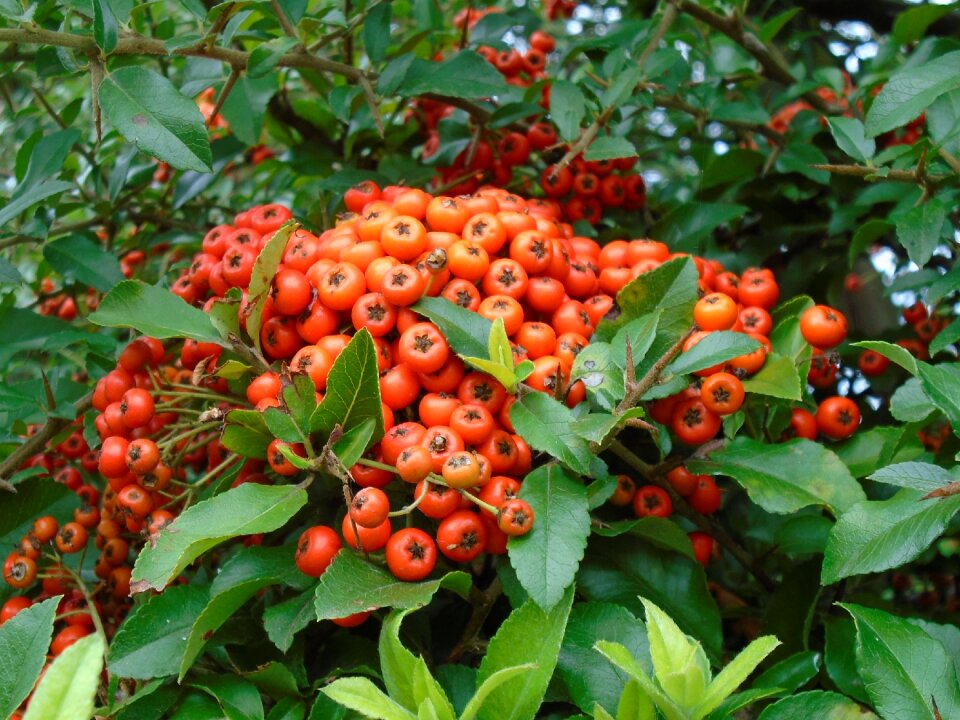 Ornamental plants orange nature