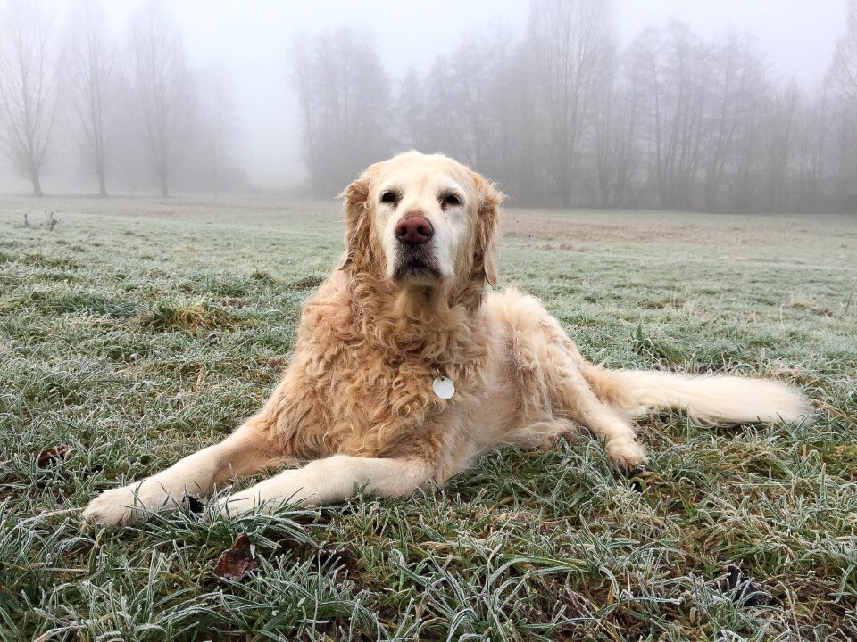 Golden retriever nature animal