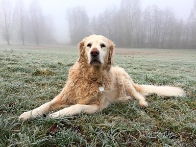 Golden retriever nature animal photo