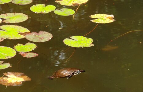 Turtle nature pond